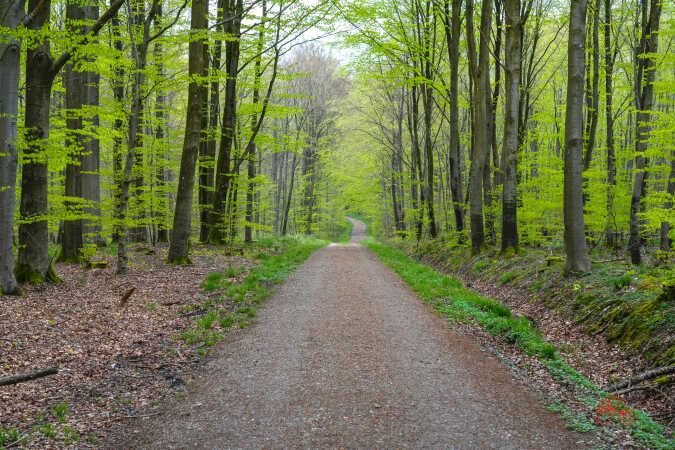 Bøgeskoven 25. april