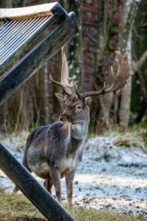 Dyrehaven Haderslev
