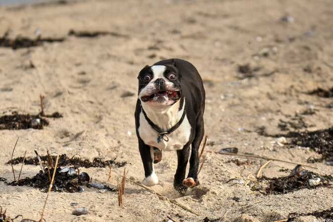 Boston terrier 