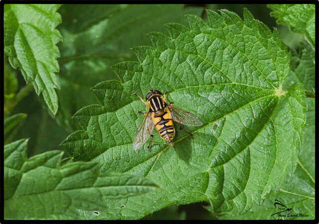 Helophilus pendulus 