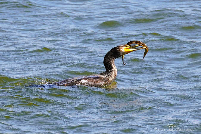 Skaven for sig en Snippe 