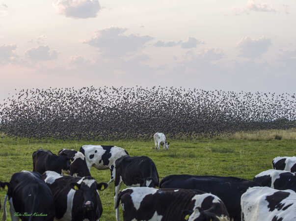 2025 aug 14 stære sort sol over kvier Bjerrumvej (2)-SharpenAI-Standard
