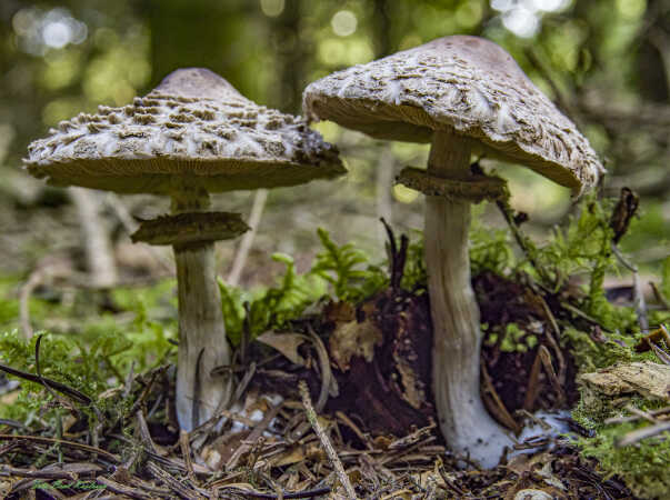 2025 aug 14 kæmpe parasolhat u nobilis Stursbøl (1)-SharpenAI-Standard