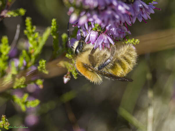 2025 aug 17 moshumle hedelyng Tange hede (1)-SharpenAI-Focus