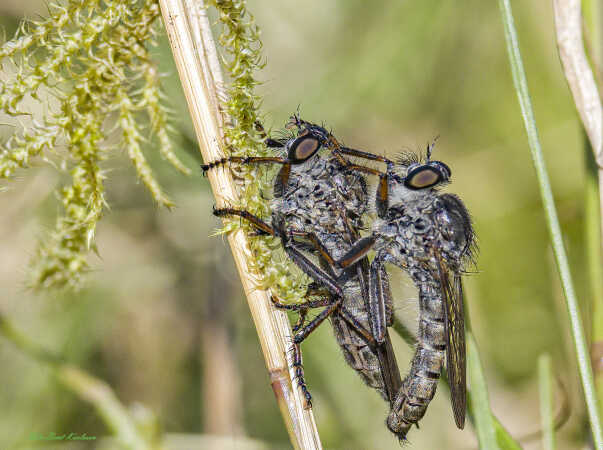 2025 aug 17 hvid skægrovflue Tange hede Dysmachus trigonus (3)-SharpenAI-Motion