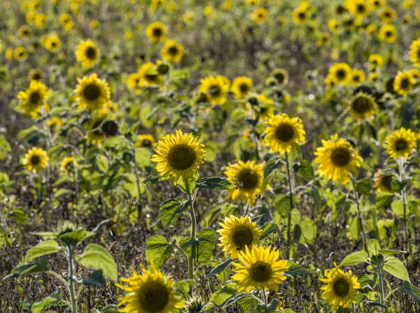 2025 aug 17 solsikker modlys Tandrup digevej (5)-SharpenAI-Focus
