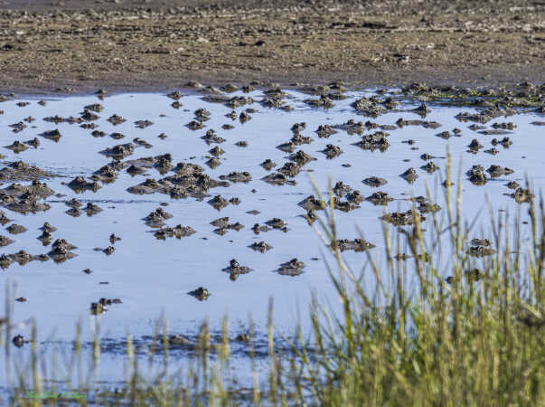 2025 aug 20 sandormetoppe Rømø sønderstr-SharpenAI-Motion