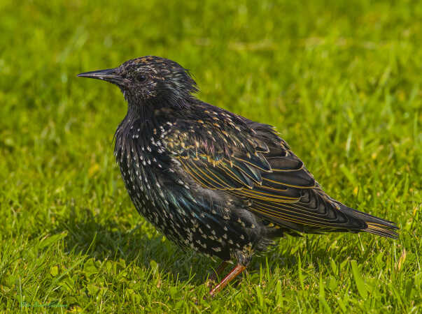 2025 aug 26 stære vinterfjerdragt kammerslusen (15)-SharpenAI-Focus - Kopi