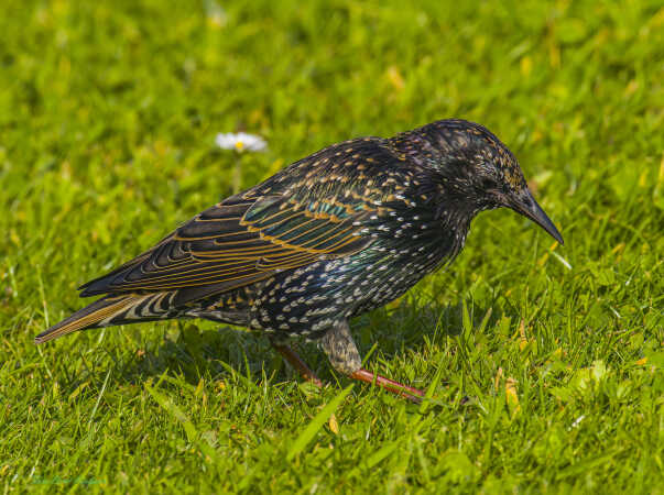 2025 aug 26 stære vinterfjerdragt kammerslusen (18)-SharpenAI-Focus - Kopi