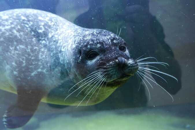 En lille sæl er meget nysgerrige 