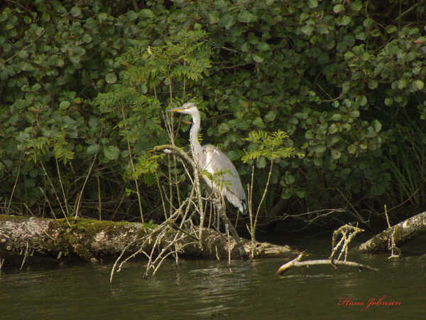 Sølvheje ved Tørning mølle