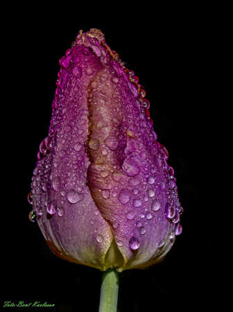 2025 apr 20 tulipan regndråber Højgårdsvej (7)-SharpenAI-Motion