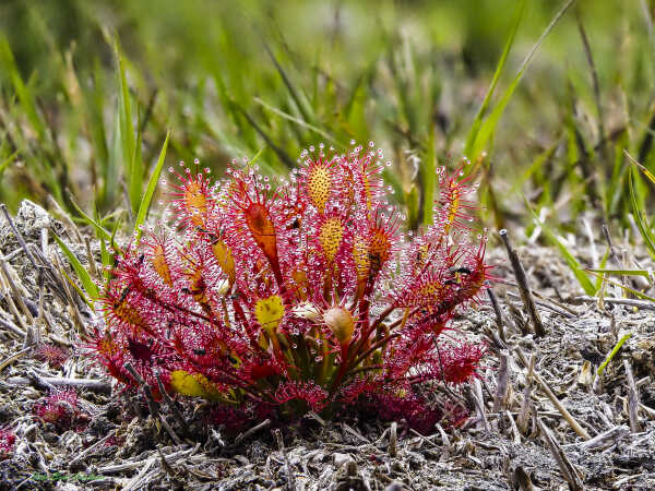 2025 aug 11 soldug Åskov hede (21)-SharpenAI-Standard