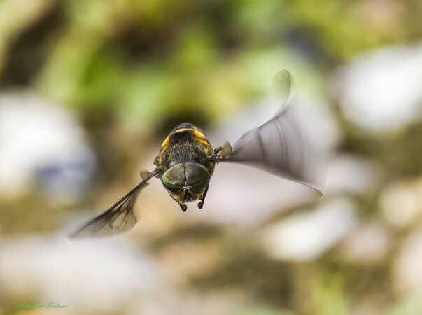 2025 jun 07 foranderlig humlesvirreflue i luften Renbæk (14)-SharpenAI-Focus-Edit