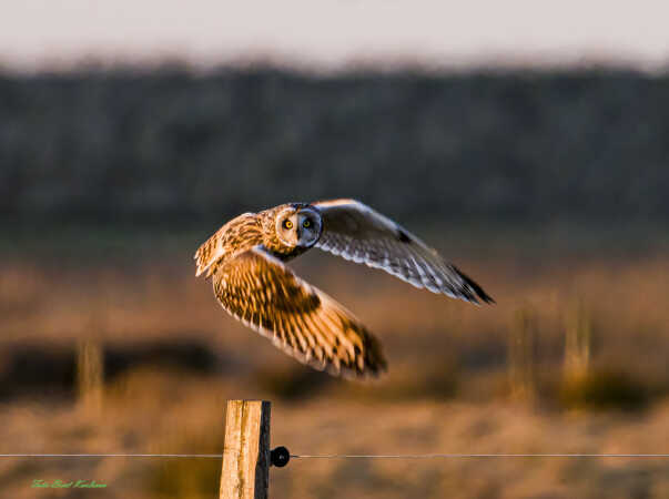 2025 feb 06 mosehornugle Mandø (749)-SharpenAI-Focus-2-Edit