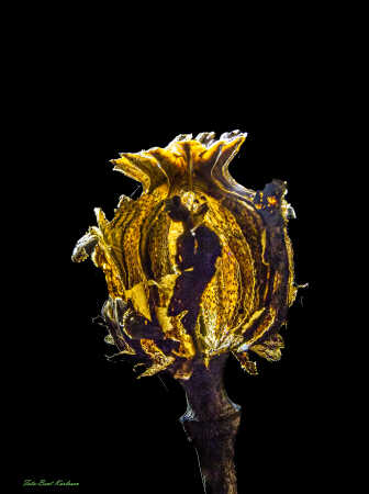 2025 dec 10 kornvalmue frøkapsel modlys (9)-SharpenAI-Motion (1)-Edit