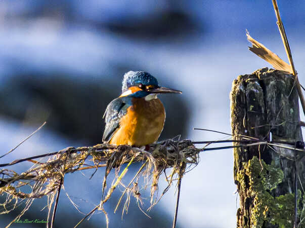 2026 jan 04 isfugl Kammerslusen (19)-SharpenAI-Focus
