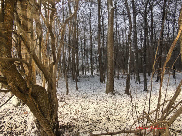 et lille kik ind i Skoven