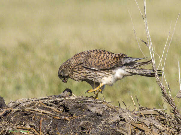 2026 mar 02 tårnfalk Vester Vedsted enge (10)-SharpenAI-Focus