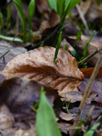 Forår bryder igennem 