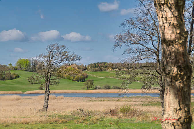 et sommer motiv, ved fjorden