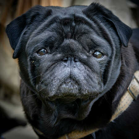 En lille Mops