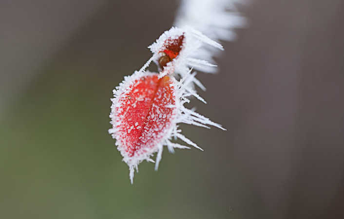 Frostkrystaller