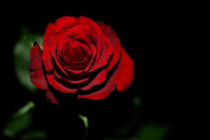 . Rose is a Rose is a Rose is a Rose