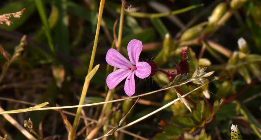 DSC_0436 (2)1