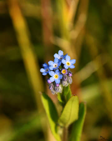 DSC_0431 (2)1