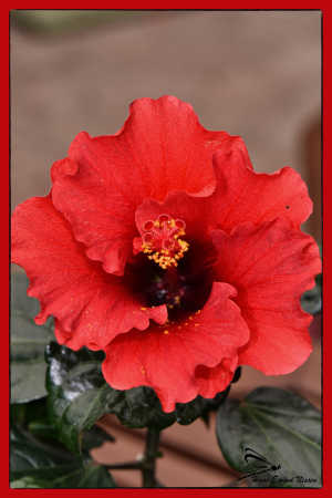 en Hawaiiblomst