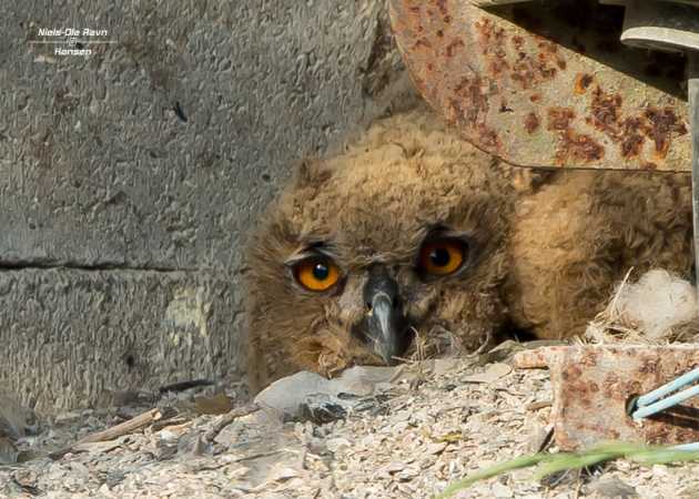 STOR HORNUGLE " UNGE "