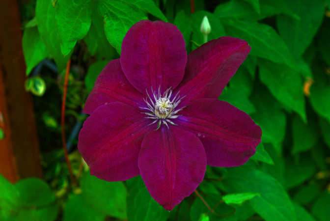 Rød blomst